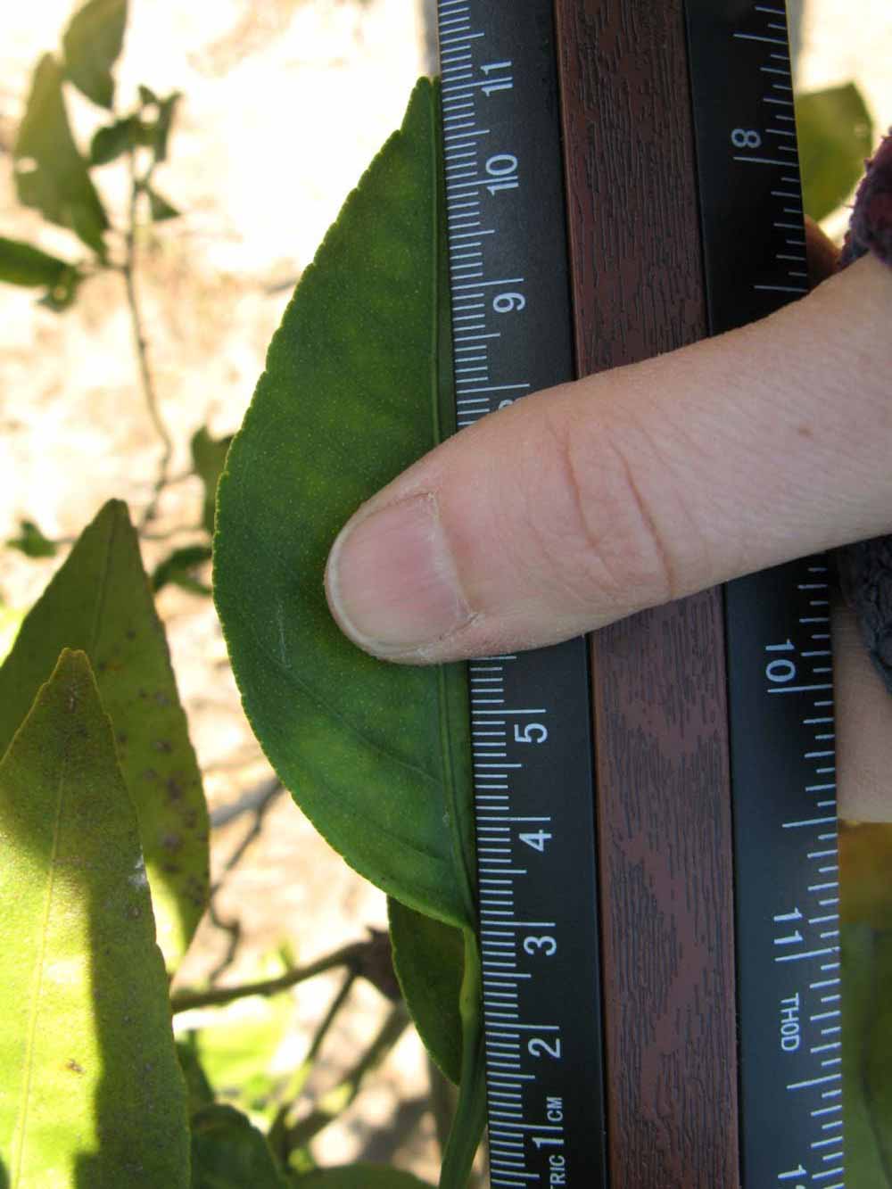              Unifoliolate leaf (Winter Haven, FL)       